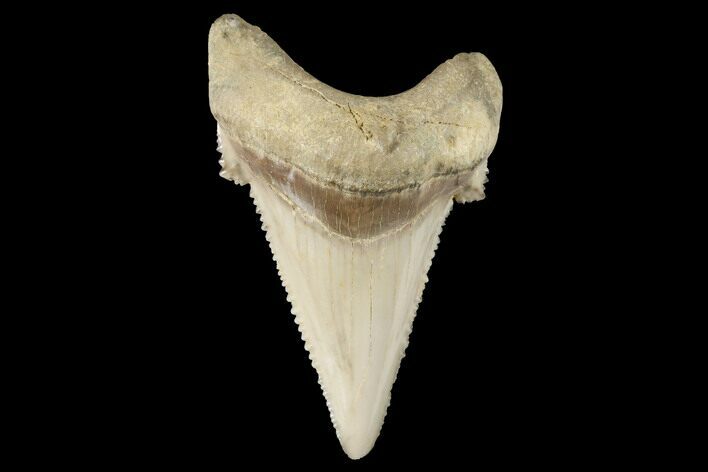 Serrated Fossil Auriculatus Tooth - Sarysu River, Kazakhstan #173798
